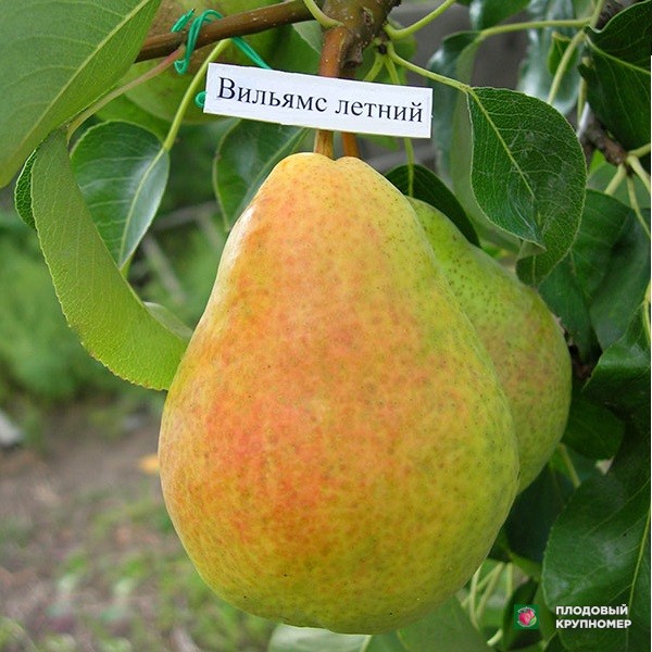 Саженцы Груша "Вільямс літній" (літні сорти)