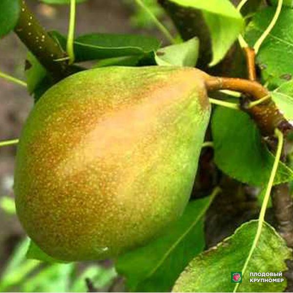 Саженцы Груша " Яблунівська "(зимові сорти)