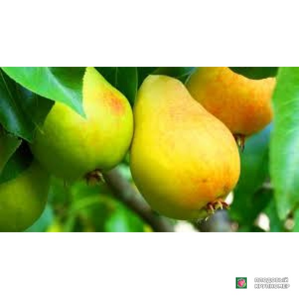 Саженцы Груша "Янтарна" (зимові сорти)