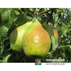Груша "Листопадова мрія" (осінні сорти)