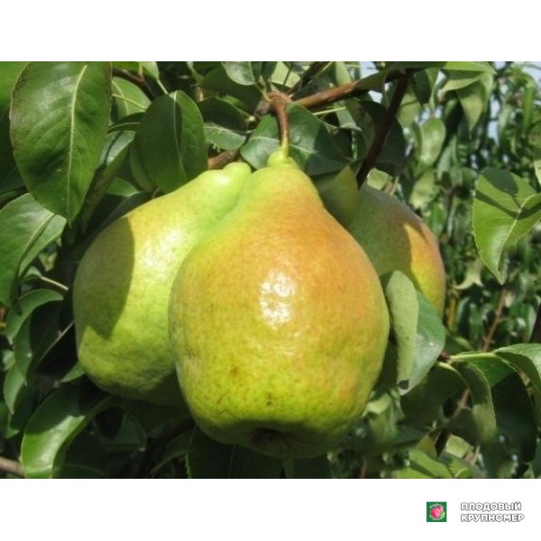 Саженцы Груша "Листопадова мрія" (осінні сорти)