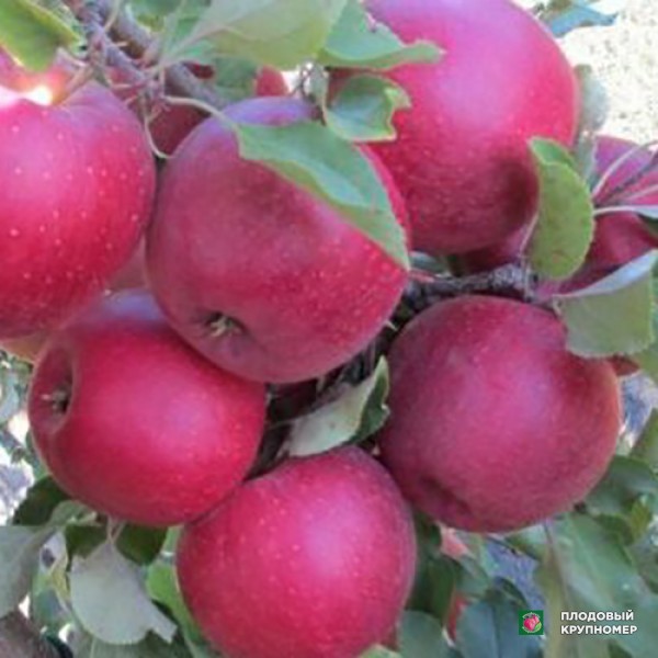 Саженцы Яблуня " Фукутамі "(літній сорт)