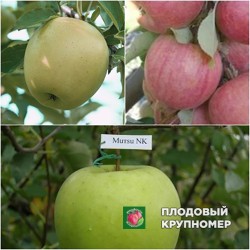 Яблуня "Ятака-Муцу-Голден" (Многосортовые)