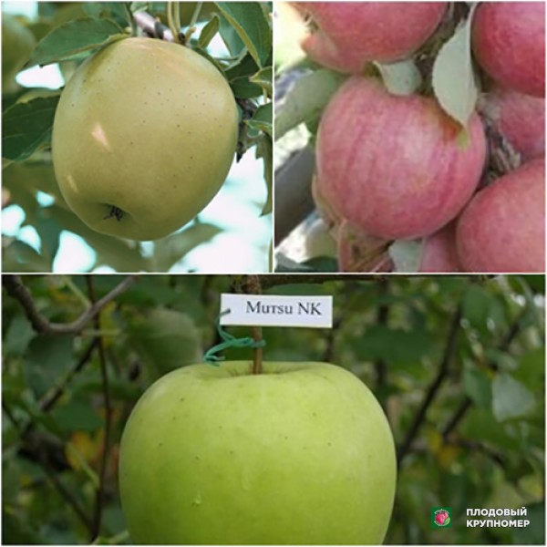 Саженцы Яблуня "Ятака-Муцу-Голден" (Многосортовые)