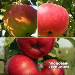 Яблуня "Флоріна-Чемпіон-Бені Шогун" (Багатосортові)