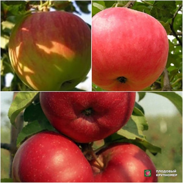 Саженцы Яблуня "Флоріна-Чемпіон-Бені Шогун" (Багатосортові)