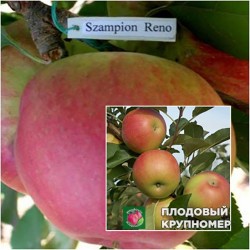 Яблуня "Чемпіон Рено-Джулія" (Багатосортові)