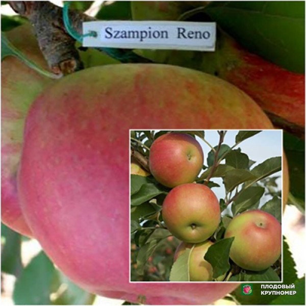 Саженцы Яблуня "Чемпіон Рено-Джулія" (Багатосортові)