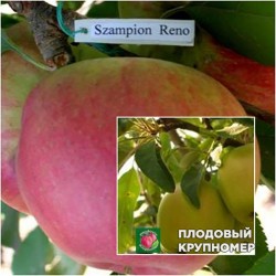 Яблуня "чемпіон Рено-Кальвіль сніговий" (Багатосортові)