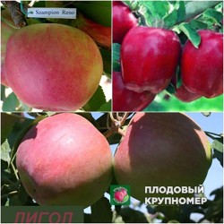 Яблуня "Чемпіон Рено-Ріхард-Лігол" (Багатосортові)