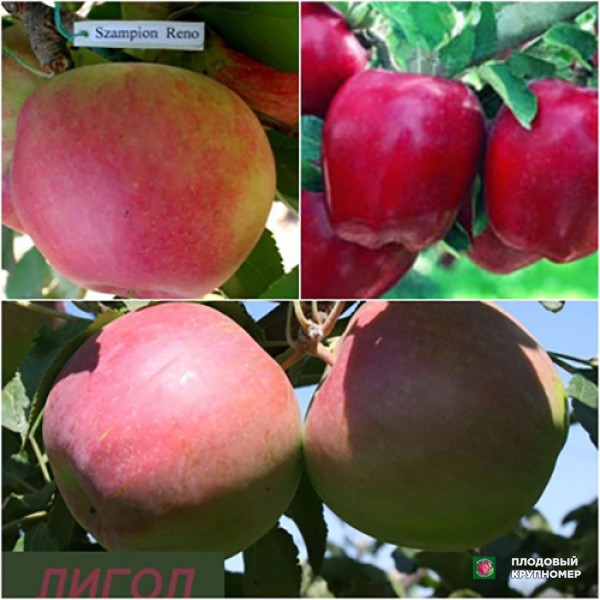 Саженцы Яблуня "Чемпіон Рено-Ріхард-Лігол" (Багатосортові)