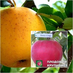 Яблуня "Хоней Крипс-Голден Рейнджерс" (Многосортовые)