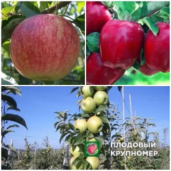 Яблуня "Симиренко-Ріхард-Слава Переможцям" (Багатосортові)