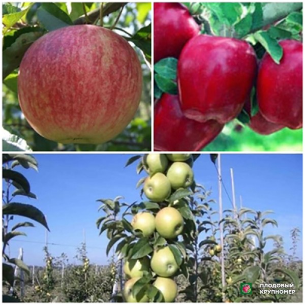 Саженцы Яблуня "Симиренко-Ріхард-Слава Переможцям" (Багатосортові)