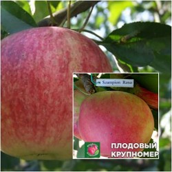 Яблуня "Слава Переможцям-Чемпіонам" (Багатосортові)