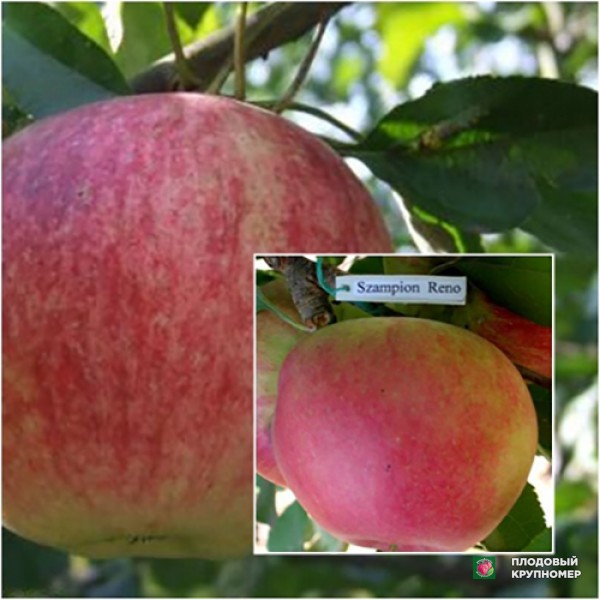 Саженцы Яблуня "Слава Переможцям-Чемпіонам" (Багатосортові)