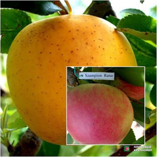 Саженцы Яблуня "Голден Рейнджерс-Сябріна-Чемпіон "(Багатосортові)