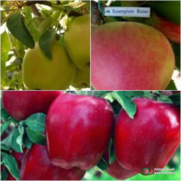 Саженцы Яблуня " Ріхард-Кальвіль сніговий-чемпіон "(Багатосортові)