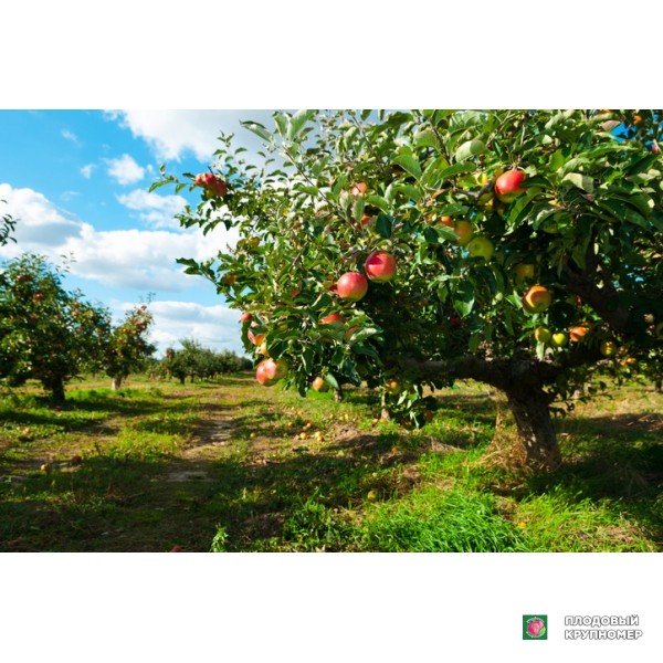 Саженцы Яблоня "скоделіно"