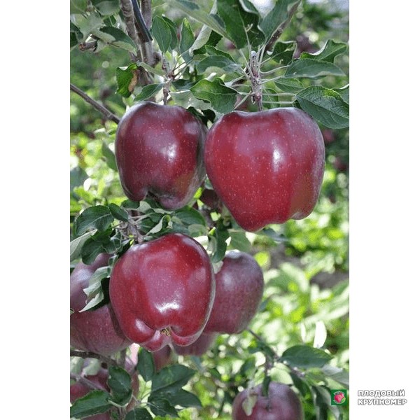 Саженцы Яблоня "кінг-ред-деліціос-роуд"