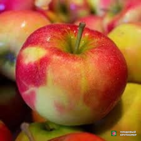 Саженцы Яблоня "мела песка"