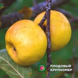 Яблоня "мелло замбоні" 