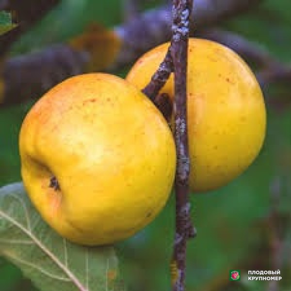 Саженцы Яблоня "мелло замбоні"