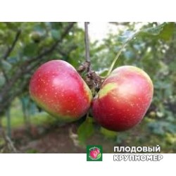 Яблоня "росса романо клон" 