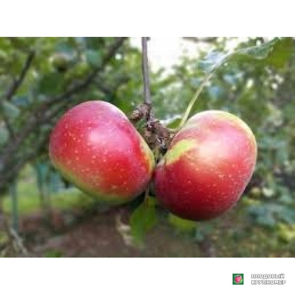 Саженцы Яблоня "россо романо клон"
