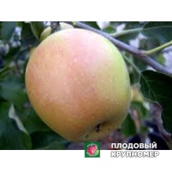 Яблоня "спарджиало" 