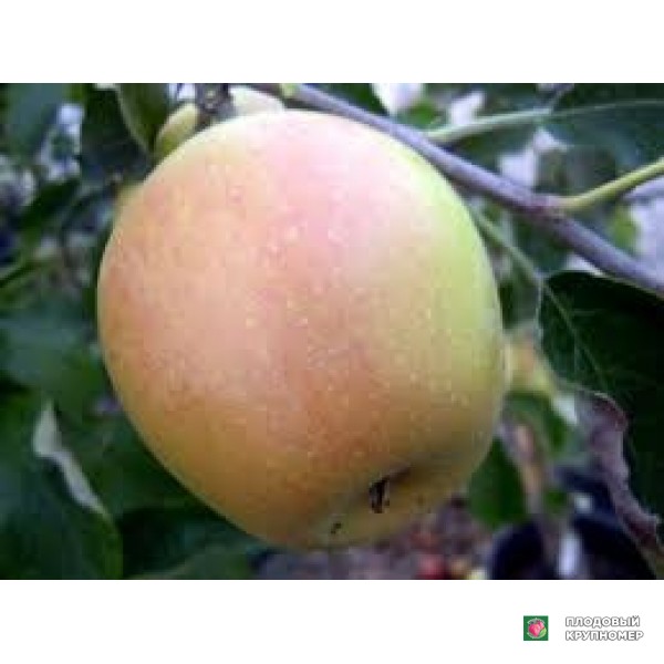 Саженцы Яблоня "спарджиало"