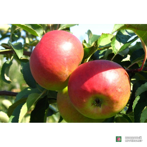 Саженцы Яблуня "Квінті" (літній сорт)