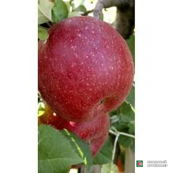 Саженцы Яблоня "абонданза росса"