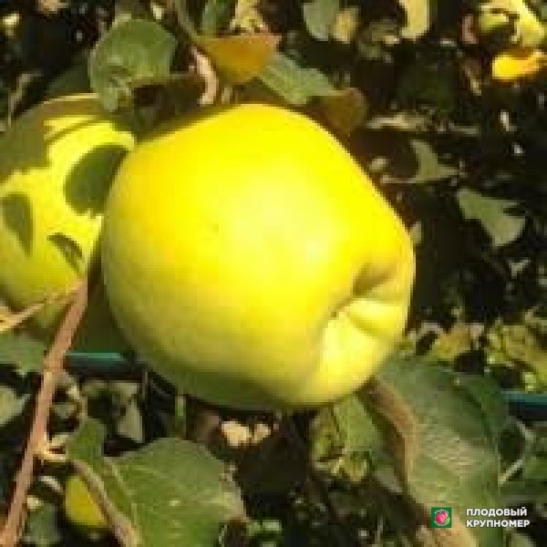 Саженцы Яблоня "кальвілла бьянко"