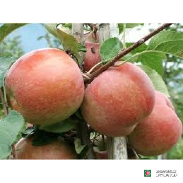 Саженцы Яблоня "коммерсо"