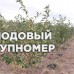 Саженцы Яблоня "Амброзия" (зимние сорта)