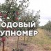 Саженцы Яблоня "Недзверского" (Райские яблочки)