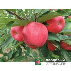 Яблоня "фуджи імеджик" 