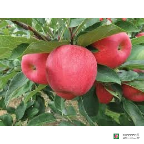 Саженцы Яблоня "фуджи імеджик"