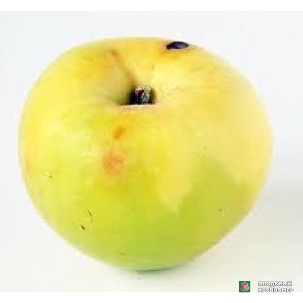 Саженцы Яблоня "джеллато"