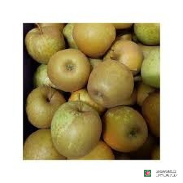 Саженцы Яблоня "голден руджиносса"