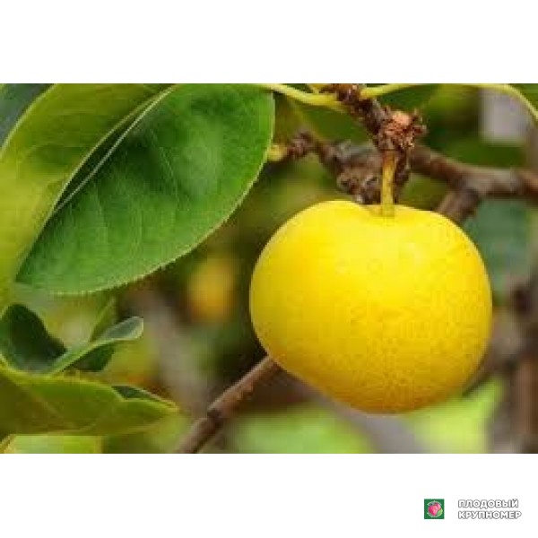 Саженцы Яблоня "лимончелла"