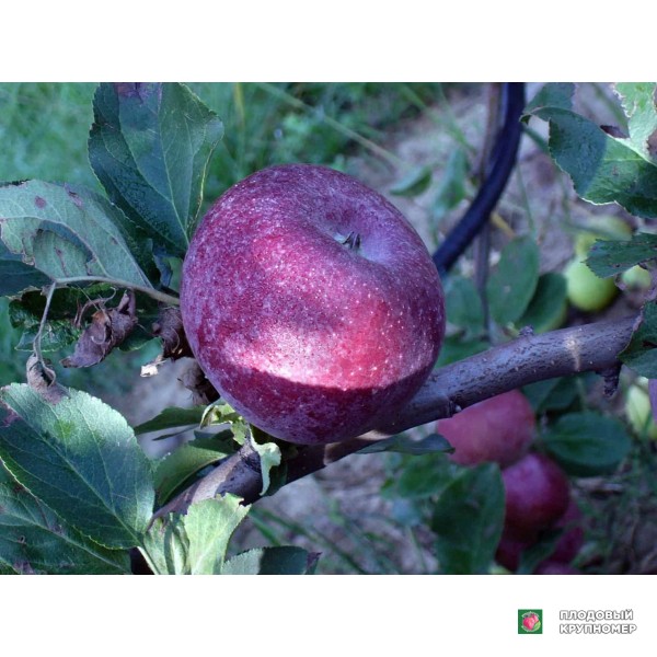 Саженцы Яблоня "м драппо россо"