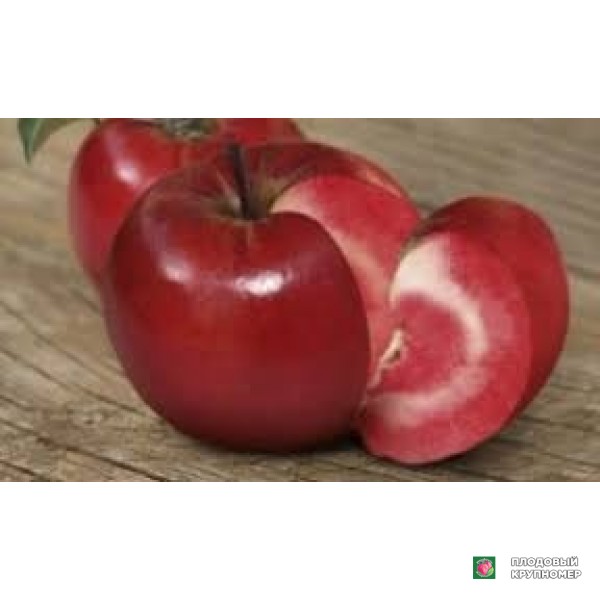 Саженцы Яблоня "мелла росса ред"