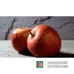 Яблоня "мелла росса" 