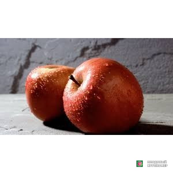 Саженцы Яблоня "мелла росса"