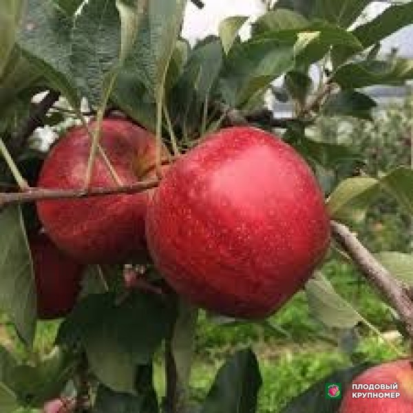 Саженцы Яблоня "меллі"