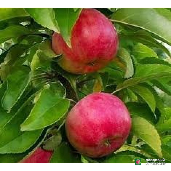 Саженцы Яблоня "мело-нано"