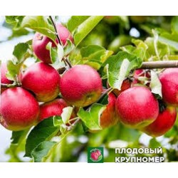 Яблоня "прицилія" 