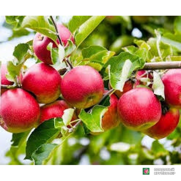 Саженцы Яблоня "прицилія"